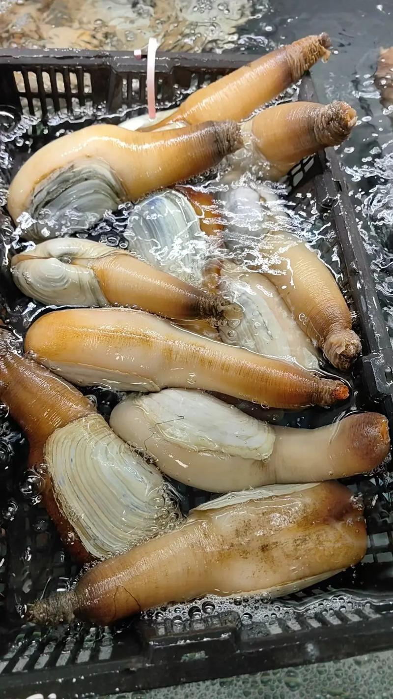 象拔蚌怎么看活不活？学会这招不怕被坑！