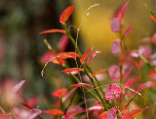 CF手游变形金币攻略：获取途径与使用技巧详解