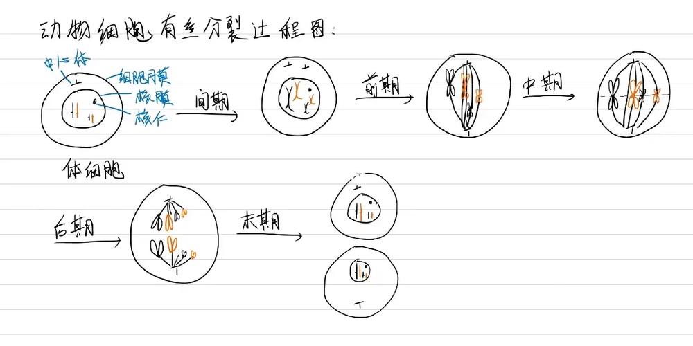 分裂细胞6无法运行解决方法及技巧分享