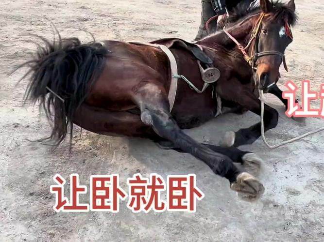 训马师是做什么的？新手训马入门必看！
