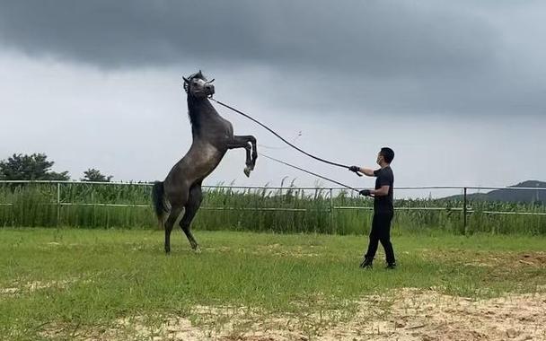 训马师是做什么的？新手训马入门必看！