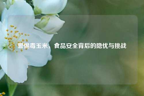 警惕毒玉米，食品安全背后的隐忧与挑战