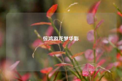 惊鸿游龙梦华影