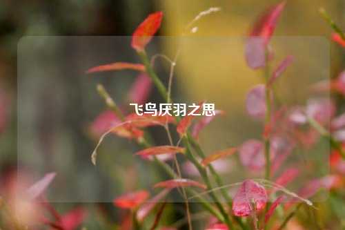 飞鸟厌羽之思