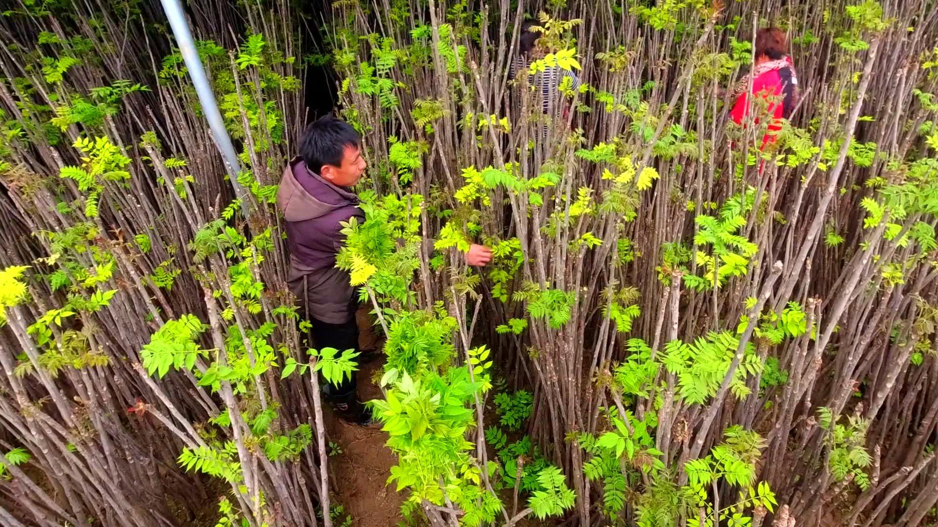 草莓在哪直播,11月13日草莓直播时放出的小道消息会和UZI转会有关吗